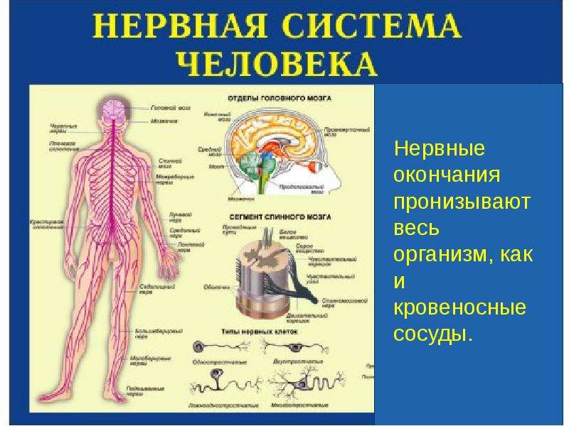 Биология 8 класс нервная система презентация 8 класс