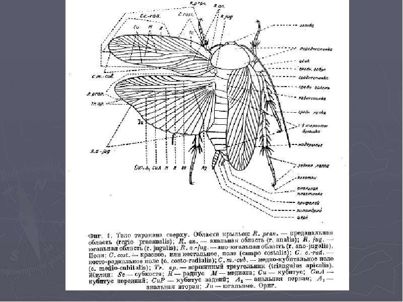 Отряд таракановые рисунок