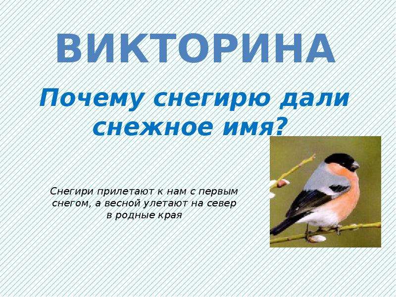 Птичка презентация. Птицы наши друзья презентация. Проект на тему птицы наши друзья. Кл час птицы наши друзья. Птицы наши друзья проект презентация.