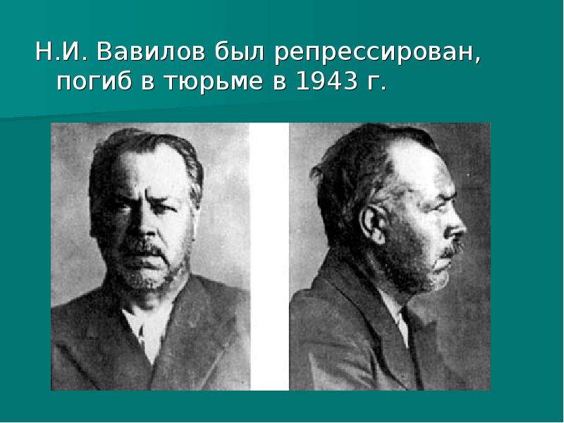 Н. И. Вавилов был репрессирован, погиб в тюрьме в 1943 г. Н. И. Вавилов был репрессирован, погиб в т