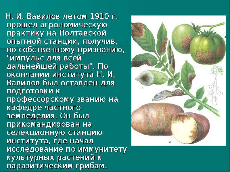Н. И. Вавилов летом 1910 г. прошел агрономическую практику на Полтавской опытной станции, получив, п