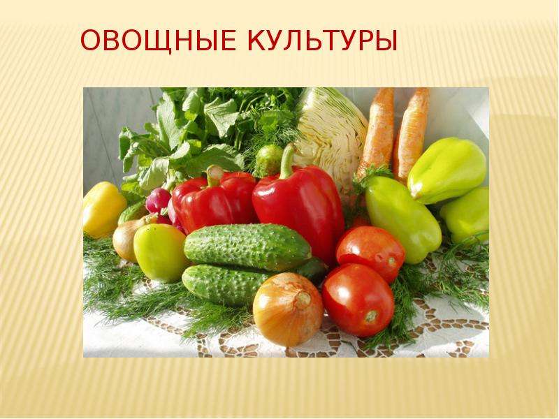 Овощные культуры фото