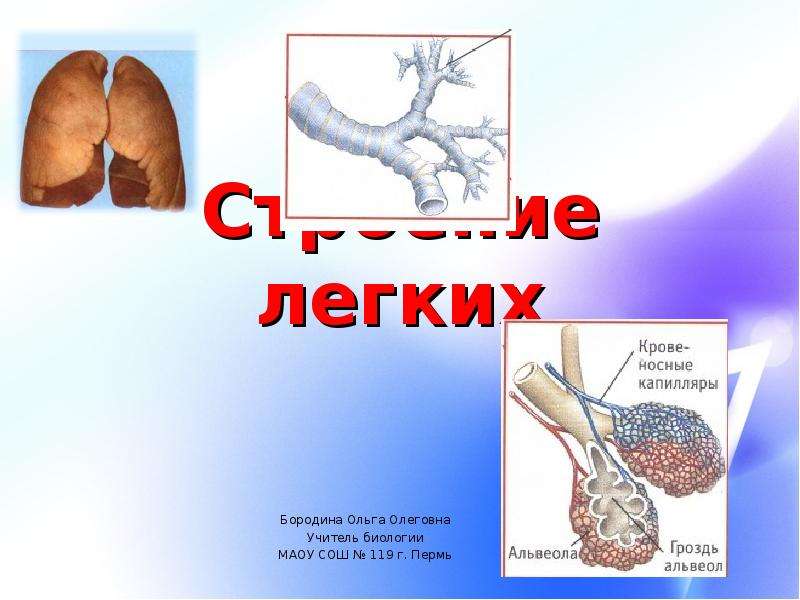 Презентация на тему легкие человека