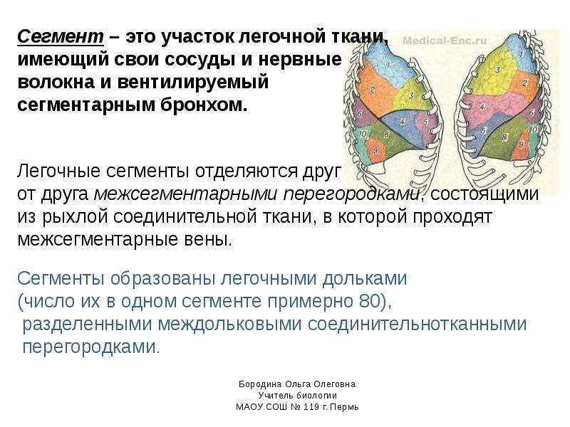 Анатомия человека презентация