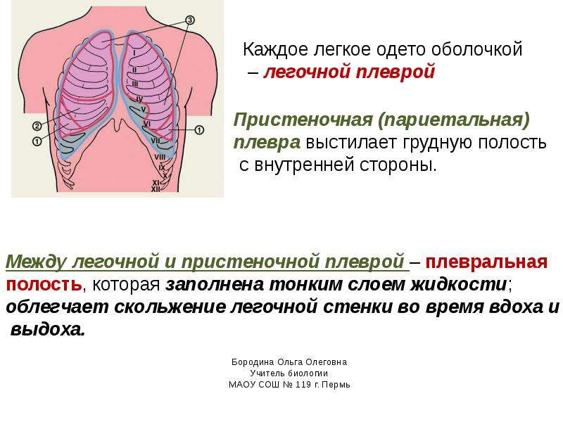 Анатомия человека презентация