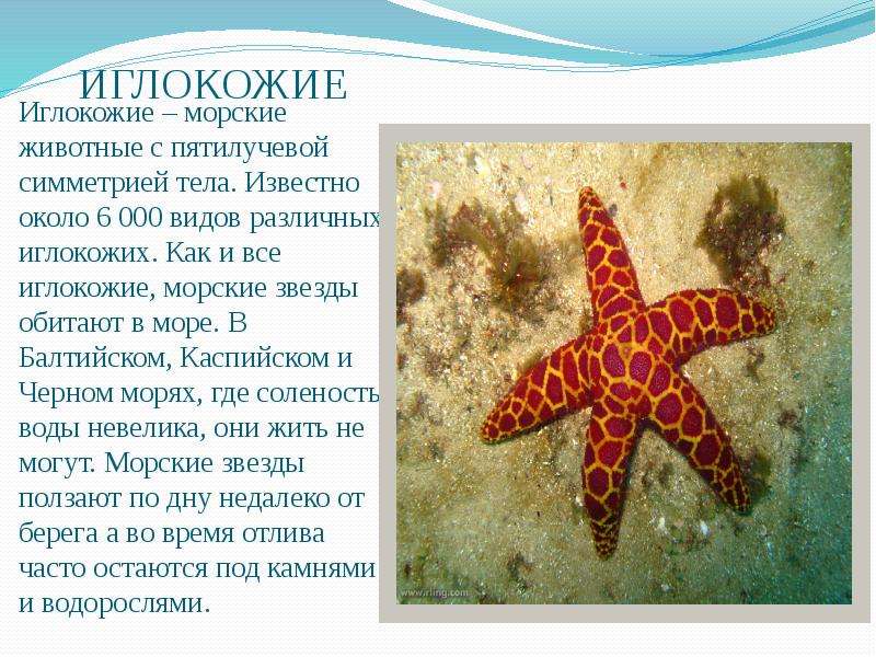 Доклад морские. Тип симметрии у иглокожих. Иглокожие морские звезды 3 класс доклад. Иглокожие морские звезды доклад. Доклад про морскую звезду.