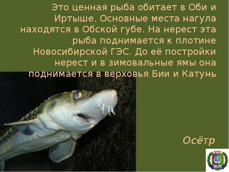 Обь какие рыбы. Рыбы которые водятся в Оби. Рыба обитающая в Оби. Рыба которая водится в Оби. Рыба в Новосибирске какая водится.