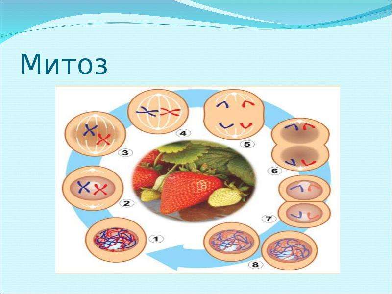 Митоз қазақша презентация