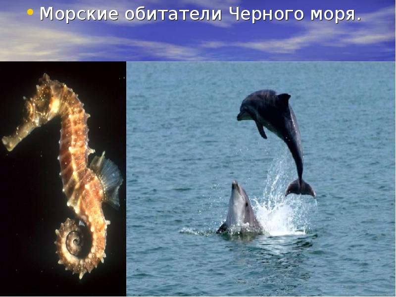 У черного моря 4. Обитатели черного моря. Черное море обитатели моря. Обитатели чёрного моря обитатели чёрного моря. Обитатели черного моря 4 класс.