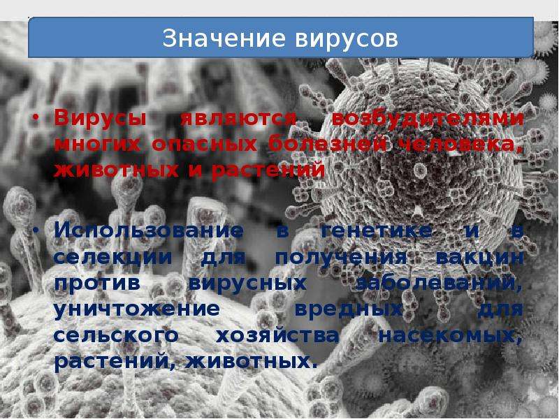 Вирус является формой жизни. Значение вирусов. Значение вирусов в сельском хозяйстве. Селекция вирусов. Вирусы и их значение.