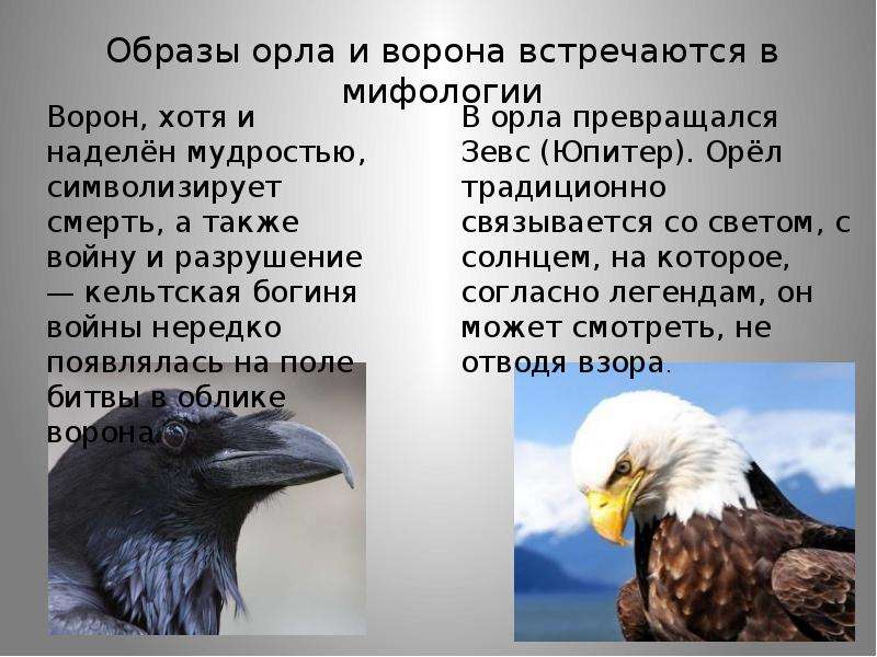 Орлы или вороны текст. Притча про орла и ворона. Притча об Орле и вороне. Орел и ворон притча.