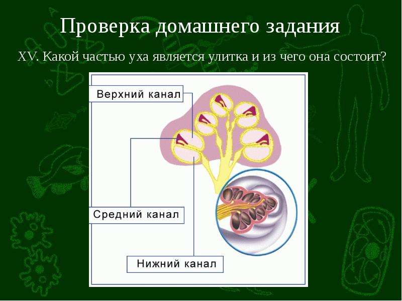 Презентация органы равновесия кожно мышечной чувствительности обоняния и вкуса