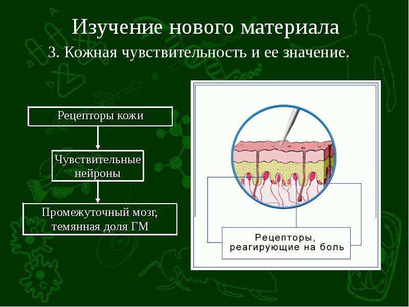 Презентация органы равновесия кожно мышечной чувствительности обоняния и вкуса