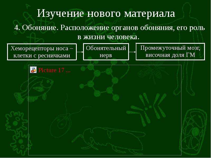 Презентация органы равновесия кожно мышечной чувствительности обоняния и вкуса