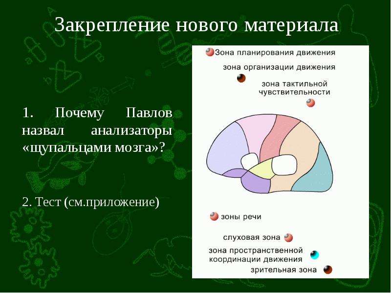 Презентация органы равновесия кожно мышечной чувствительности обоняния и вкуса