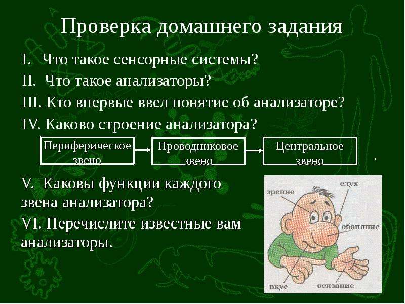 Презентация органы равновесия кожно мышечной чувствительности обоняния и вкуса