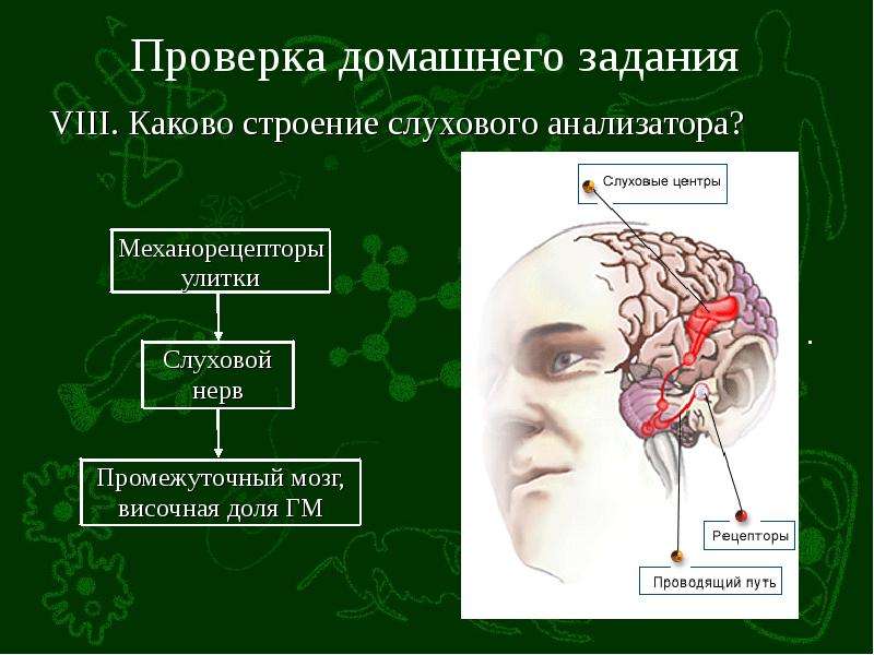 Презентация органы равновесия кожно мышечной чувствительности обоняния и вкуса