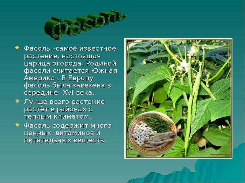 Фасоль –самое известное растение, настоящая царица огорода. Родиной фасоли считается Южная Америка .