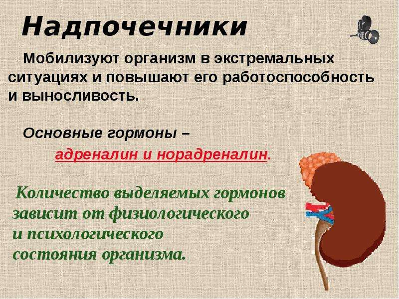 Адреналин какая секреция. Гормоны надпочечников адреналин и норадреналин. Гормоны работоспособности. Адреналин норадреналин железа внутренней секреции. Железа вырабатывающая гормон адреналин.