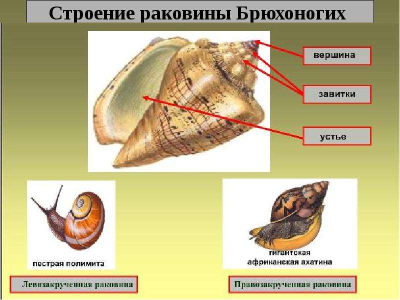 Тип моллюски класс брюхоногие и класс двустворчатые моллюски презентация 7 класс