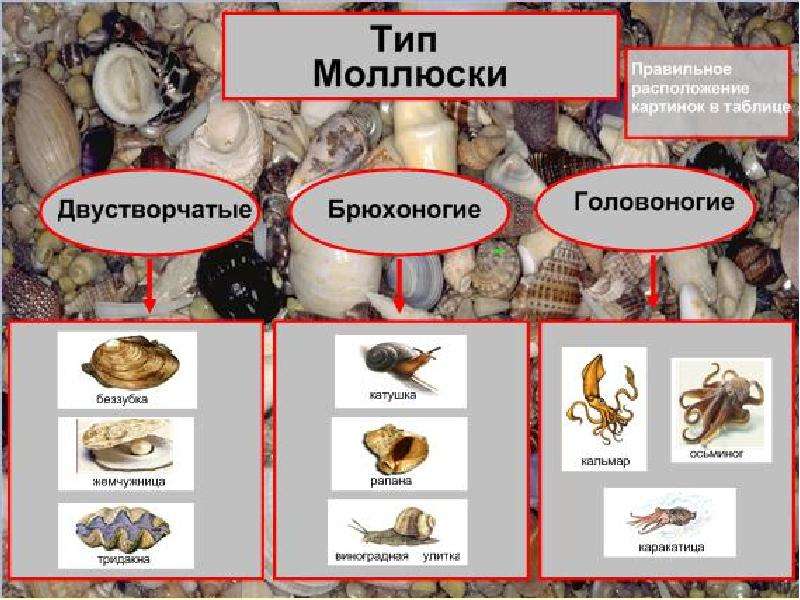 Моллюски огэ презентация