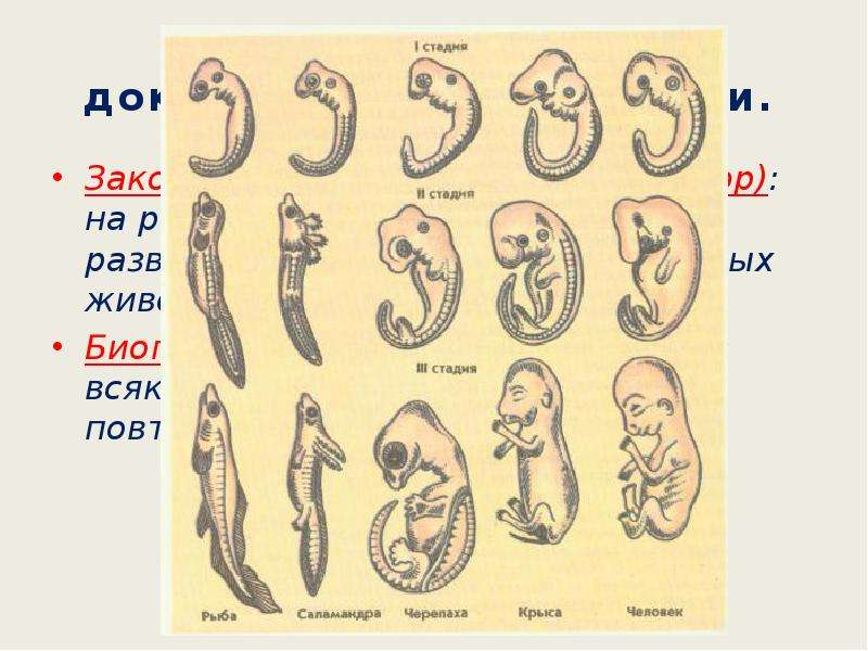Развитие плода по неделям. Этапы развития эмбриона человека. Стадии развития зародыша человека. Стадии развития эмбриона человека по неделям.