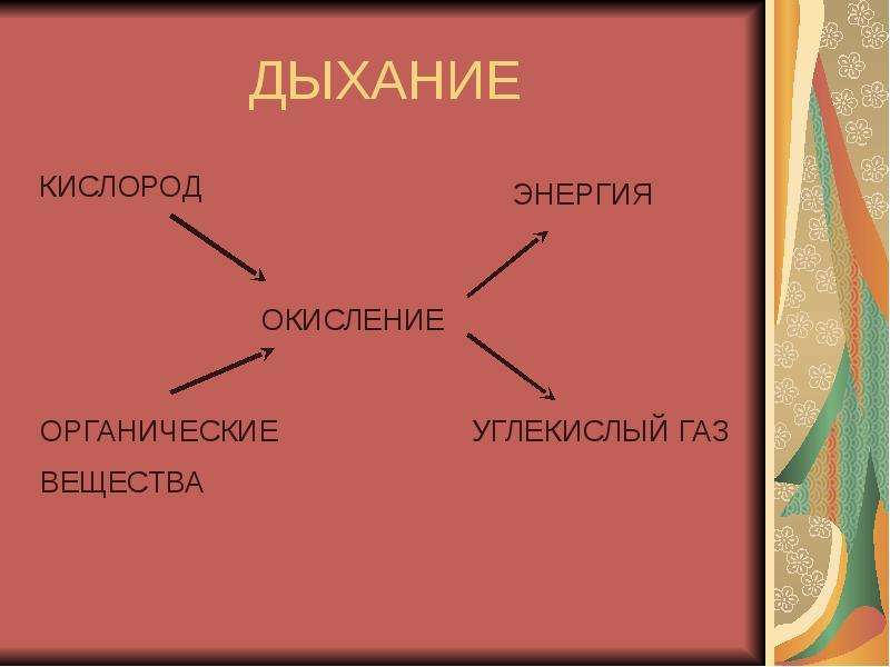 В процессе дыхания органические вещества. Органические вещества при дыхании. Энергия в процессе дыхания. Кислородное окисление органических веществ.. Органические вещества и кислород при дыхании.