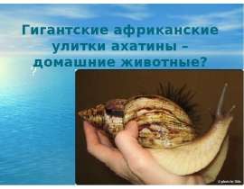 Гигантские африканские улитки ахатины – домашние животные