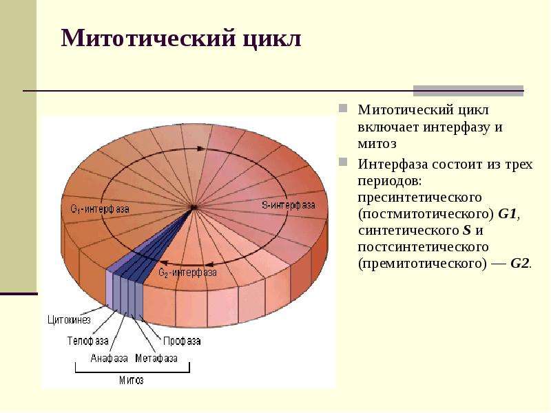 Митотический цикл это. Митотический цикл клетки таблица. Митотический цикл интерфаза. Митотический цикл и митоз таблица. Методический цикл клетки интерфаза.