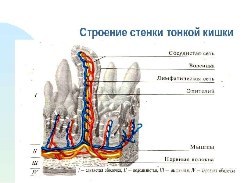 Что находится в зонах обозначенных на рисунке фрагмента тонкой кишки