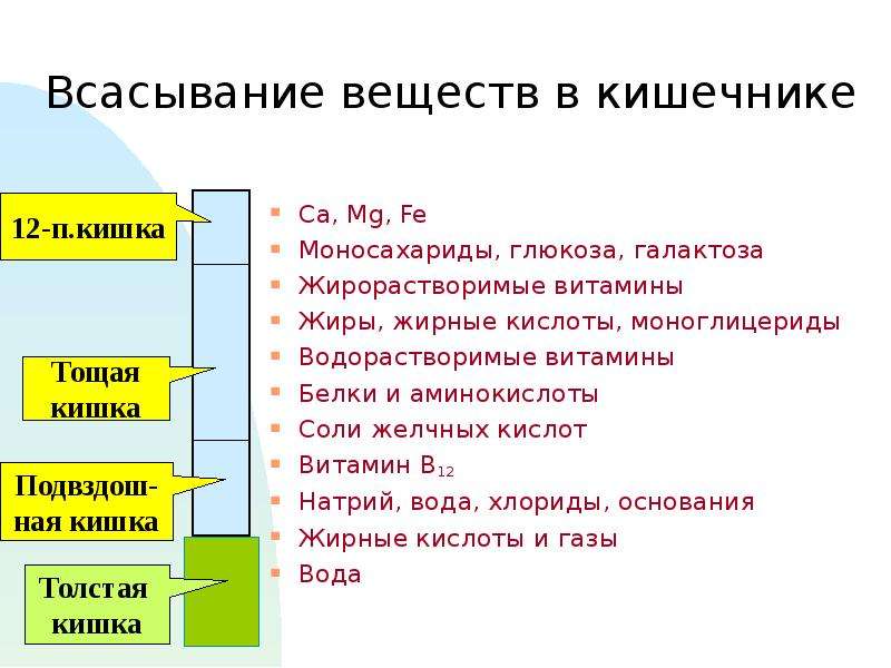 Всасывания веществ. Всасывание веществ в тонком кишечнике. Всасываемые вещества в тонком кишечнике. Всасывание в тонком кишечнике. Какие вещества всасываются в тонком кишечнике.