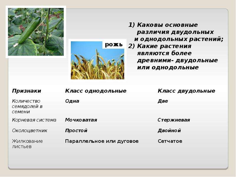 Пшеница это однодольное или двудольное. Семейства класса двудольные 6 класс. Класс двудольные растения. Однодольное или двудольное растение. Общая характеристика двудольных.