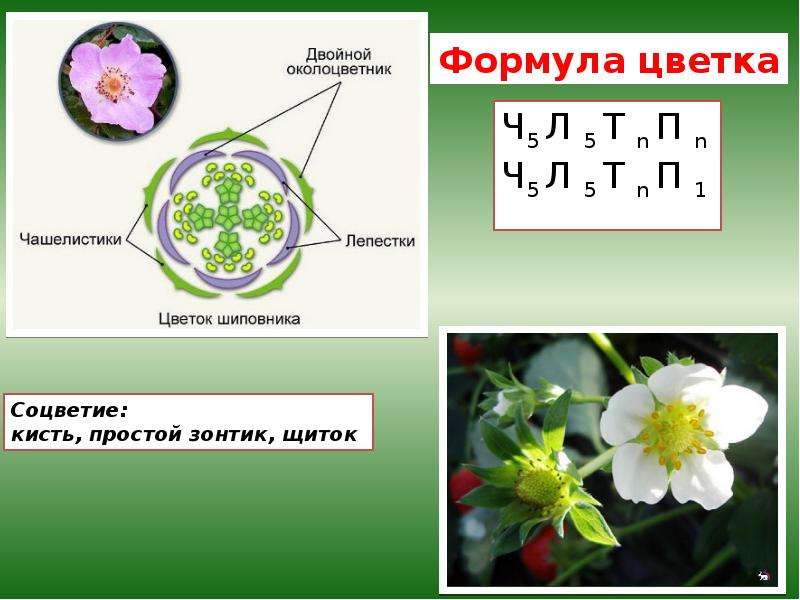 Диаграмма и формула цветка презентация