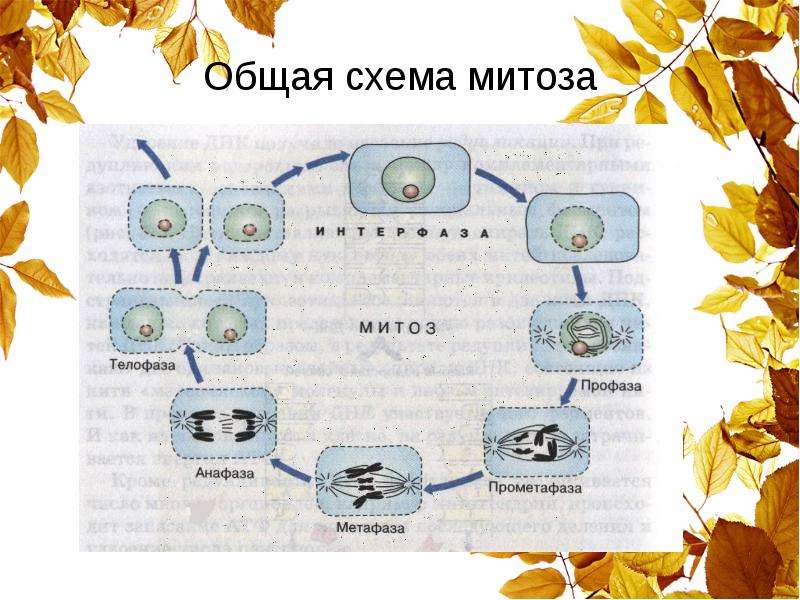 Жизненный цикл клетки презентация