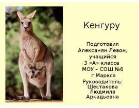Кенгуру