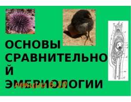 Основы сравнительной эмбриологии