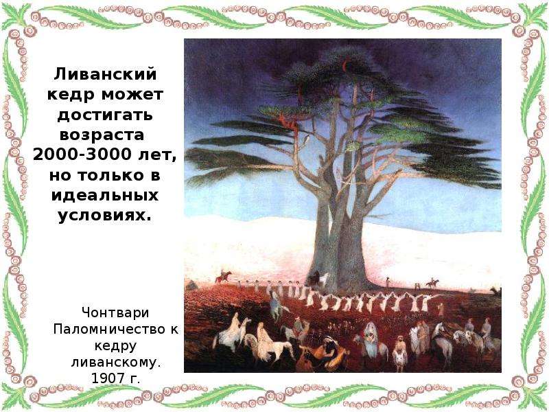 Значение слова ливанский. Чонтвари ливанский кедр. Кедр ливанский презентация. Кедры ливанские в Библии. Презентация Библейские растения.