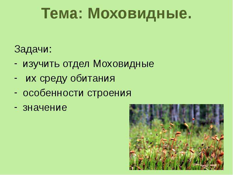 План конспект урока по биологии 7 класс отдел моховидные