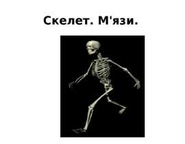 Скелет. М'язи