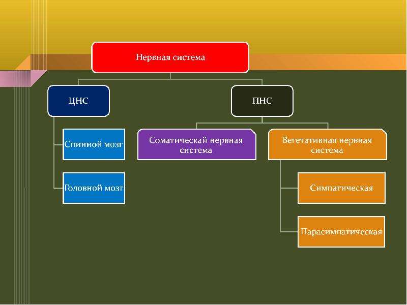 Презентация периферическая нервная система 8 класс