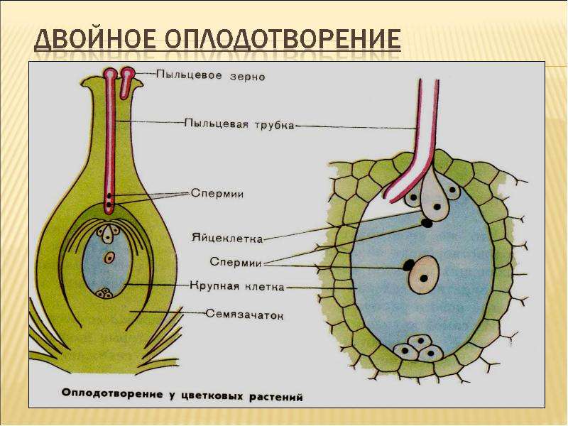 Схема размножение покрытосеменных растений 6 класс