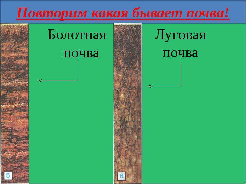 Какие бывают почвы. Луговые болотные почвы. Луговая почва. Луговая почва 4 класс. Болотная почва 4 класс.