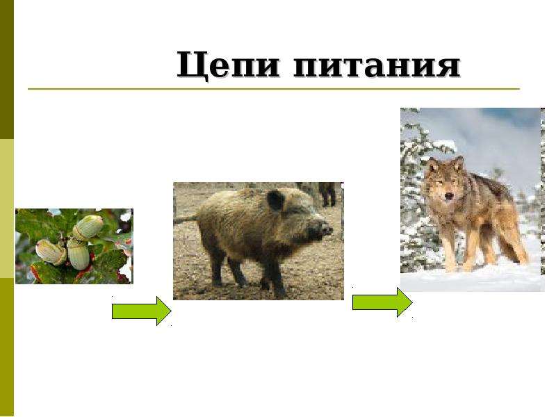 Презентация цепи питания 3 класс окружающий мир