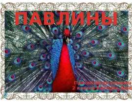 Павлин