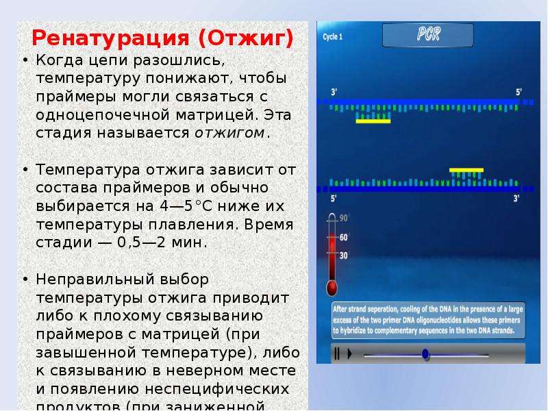 Полимеразная цепная реакция презентация