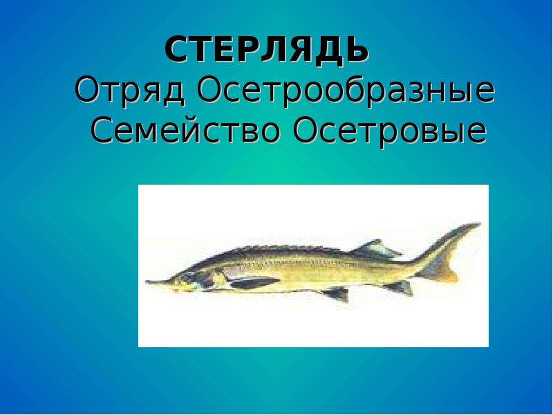 Осетровые осетрообразные. Отряд стерлядь. Осетровые семейство отряд. Стерлядь красная книга Челябинской области. Рыбы из красной книги Челябинской области.