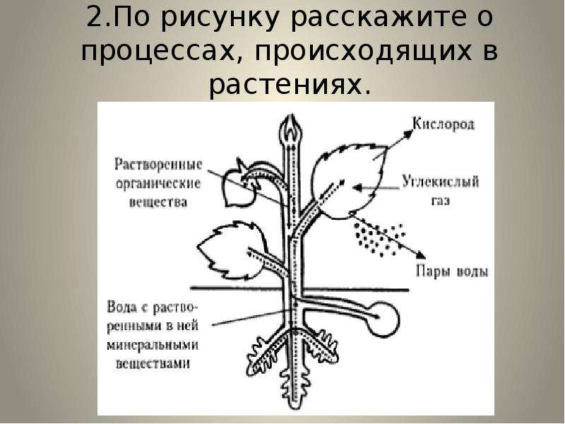 Как называется процесс жизнедеятельности растений 6 класс. Процессы жизнедеятельности растений. Основные процессы жизнедеятельности растений. Процесс жизнедеятельности растений схема. Процессы жизнедеятельности растений 6 класс.