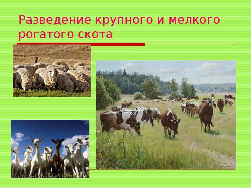 Животноводство 4 класс окружающий мир. Разведение крупного и мелкого скота. Разведение крупного и мелкого рогатого скота. Проект разведение крупного и мелкого рогатого скота. Сообщение разведение крупного и мелкого рогатого скота.