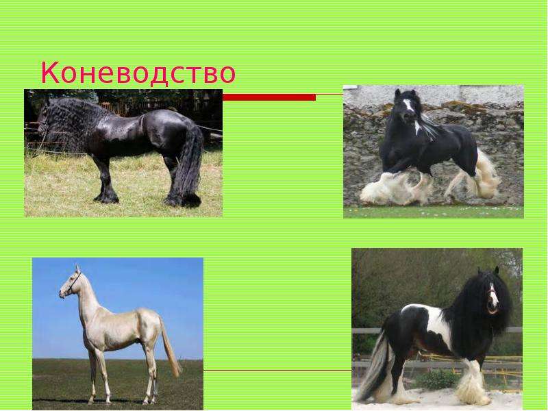 Лошади презентация 7 класс