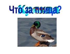 Что за птица? 2